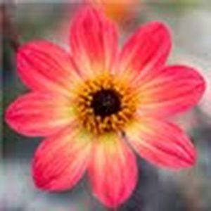 Meet your Posher, Nicolle